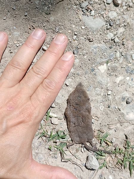 Lesser White Toothed Shrew  - Claudio Danesi