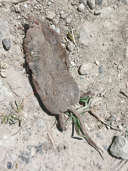 Lesser White Toothed Shrew  - Claudio Danesi