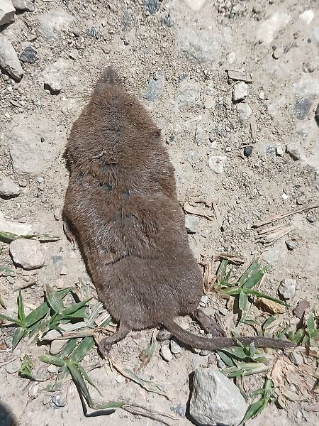 Crocidura minore  - Claudio Danesi