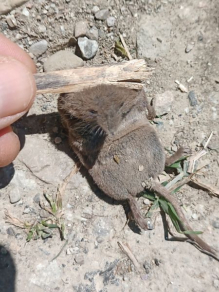 Crocidura minore  - Claudio Danesi