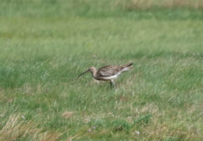 kulik wielki  - Joanna Kończak