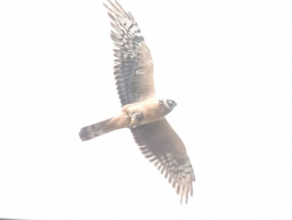 błotniak stepowy  - Oliwier Myka