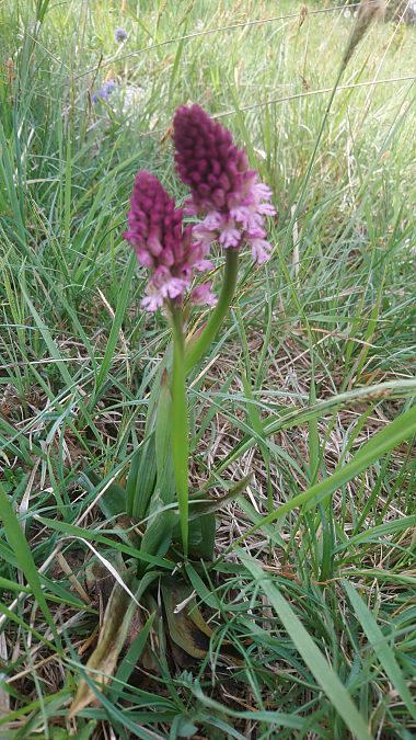 Neotinea ustulata  - Monique Souben