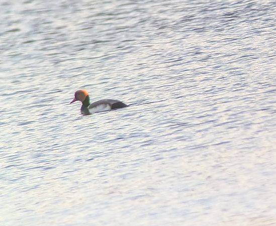 hełmiatka  - Konrad Uryga