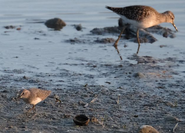 Gambecchio nano  - Elena Squizzato