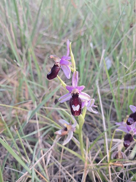 Ophrys drumana  - Laurent Mazet