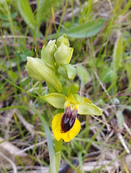 Ophrys lutea  - Gérard Joseph