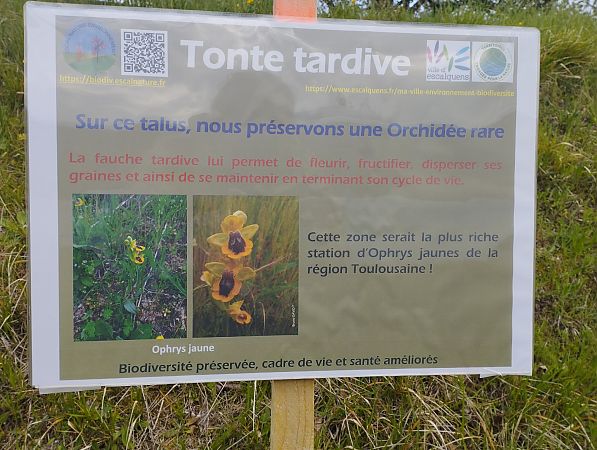 Ophrys lutea  - Gérard Joseph