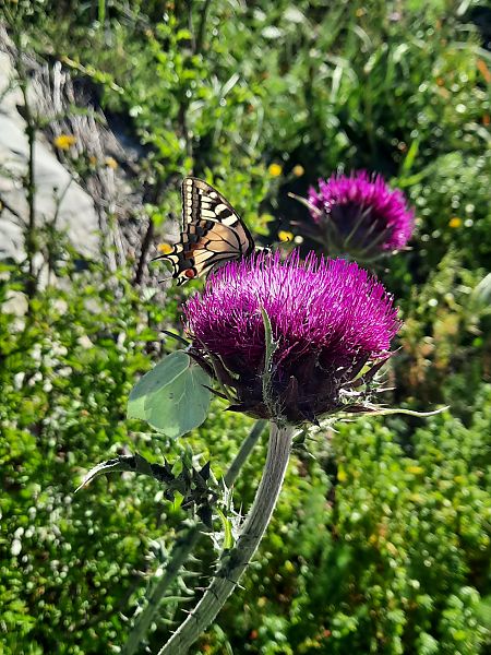Papilio machaon  - Michele Coppola