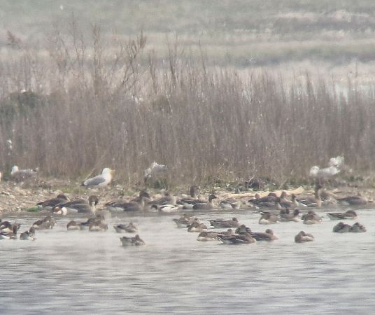 ohar  - Tomasz Zarzycki