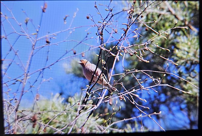 zięba  - Anna Kamilewicz-Wicik