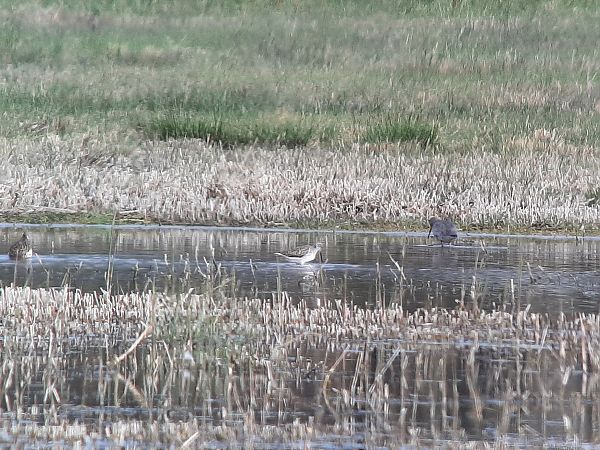 Chevalier stagnatile  - Franz Stoll