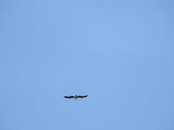 Falco pescatore  - Cosimo Gabbani