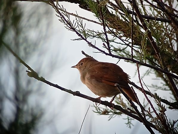 Rossinyol  - Joan Ventura