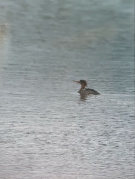 Red-breasted Merganser  - Krzysztof Lis