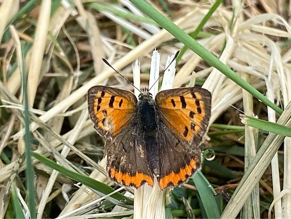 Lycaena phlaeas  - Maria Rita Gelso