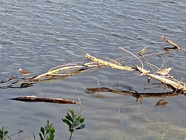 Xivita  - Joan Ventura