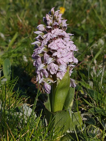 Neotinea lactea  - Gérard Joseph