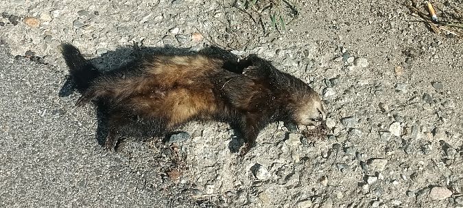 Puzzola  - Gianluca Congi