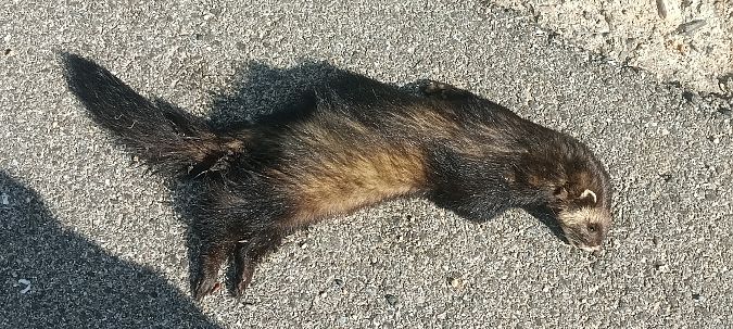 Puzzola  - Gianluca Congi