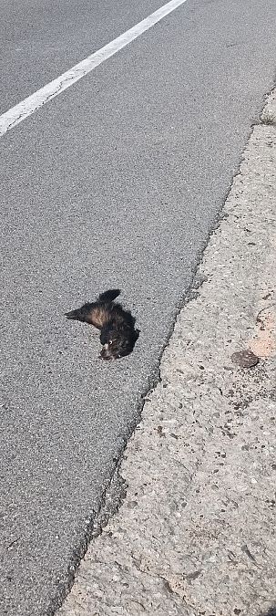 Puzzola  - Gianluca Congi