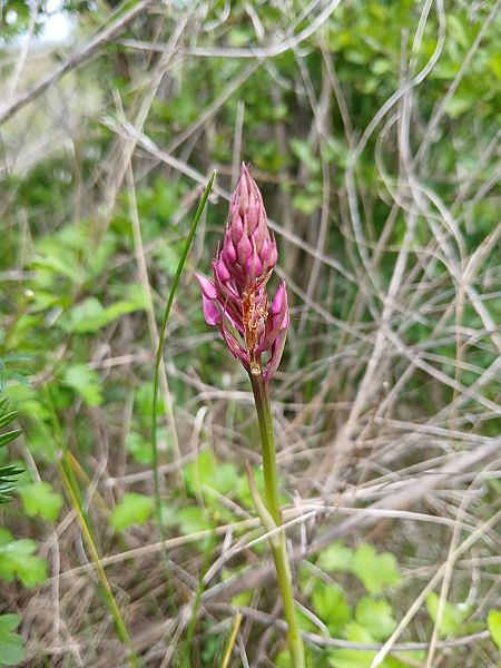 Anacamptis pyramidalis  - Alain Falvard