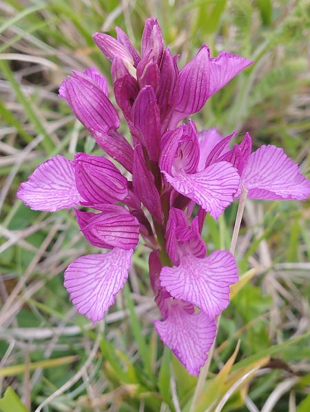 Anacamptis papilionacea var. expansa  - Gérard Joseph