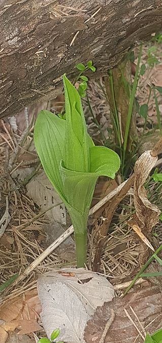 Cypripedium calceolus 