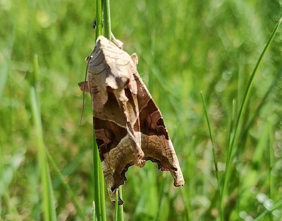 Phlogophora meticulosa  - Marco Cortemiglia
