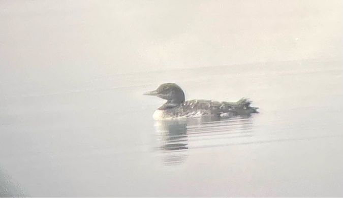 Plongeon imbrin  - Andreas Tiefenbach