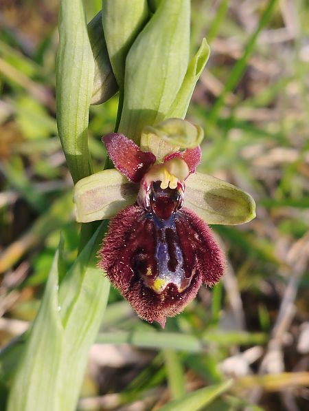 Ophrys exaltata subsp. marzuola  - Gérard Joseph