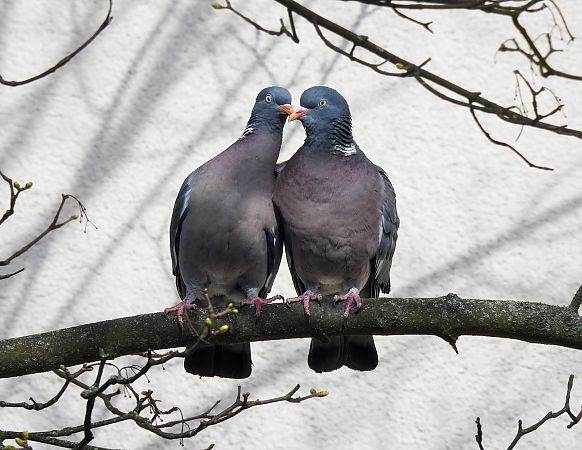 grzywacz  - Natalia Gorczowska