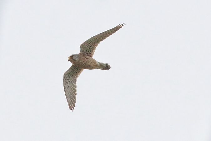 Gheppio  - Stefano Sava