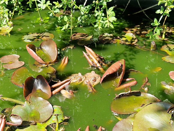 Rospo comune  - Samuel Desbrosses