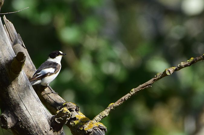 Papamosques de collar  - Freddy Rivas