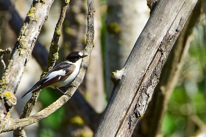 Papamosques de collar  - Freddy Rivas