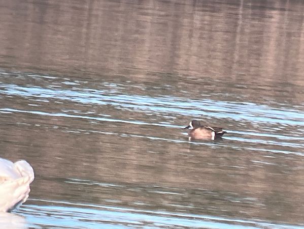 cyranka modroskrzydła  - Maciej Aleksandrowicz