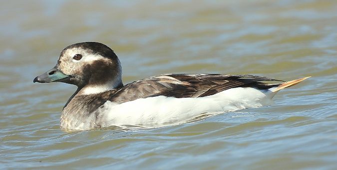 Moretta codona  - Matteo Faggi