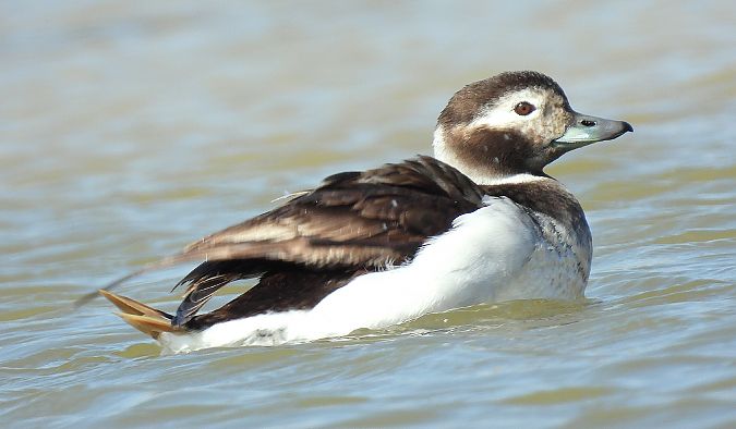 Moretta codona  - Matteo Faggi
