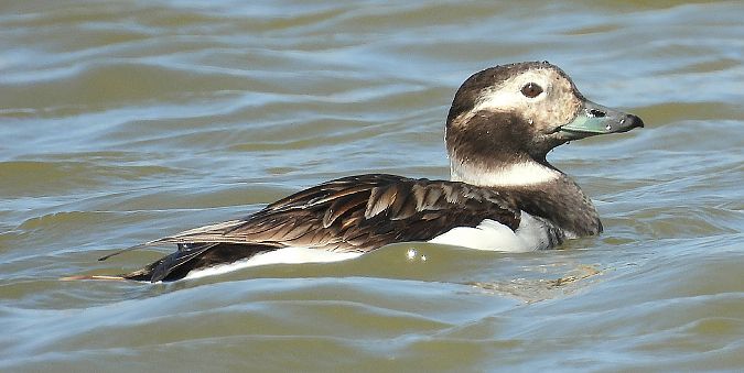 Moretta codona  - Matteo Faggi