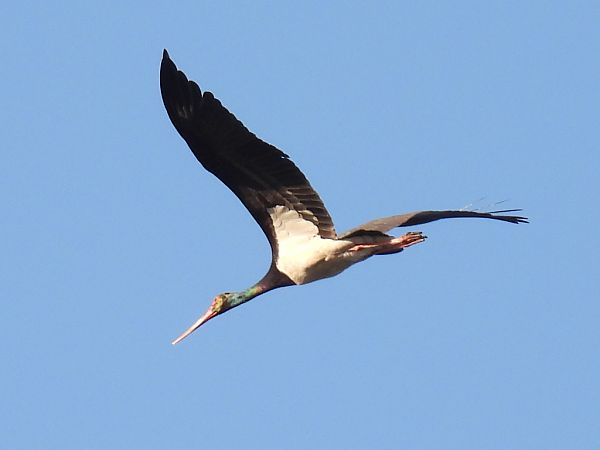 bocian czarny  - Kacper Mikulski