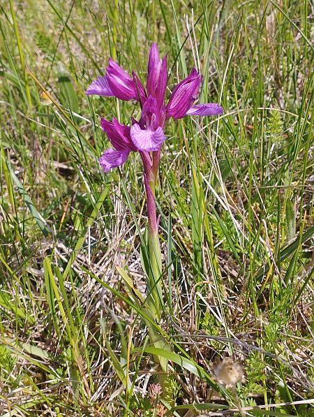 Anacamptis papilionacea var. expansa  - Gérard Joseph