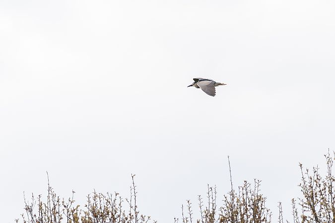 ślepowron  - Arek Urbaniec