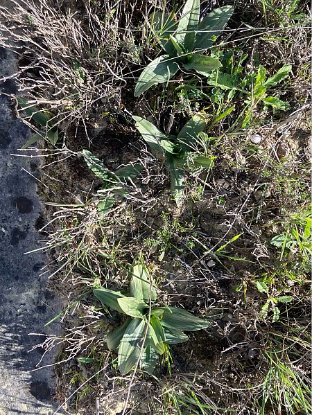 Ophrys sp.  - Florent de Gasperis