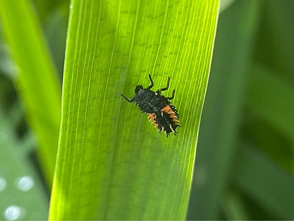 Harmonia axyridis  - Maria Rita Gelso