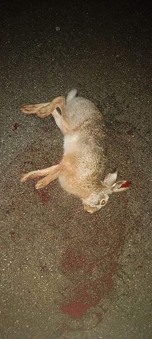 Lepre comune  - Gianluca Congi