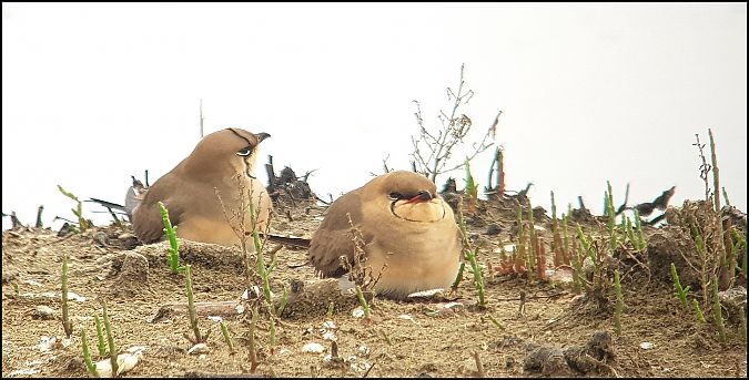 Pernice di mare  - Giuseppe Di Lieto