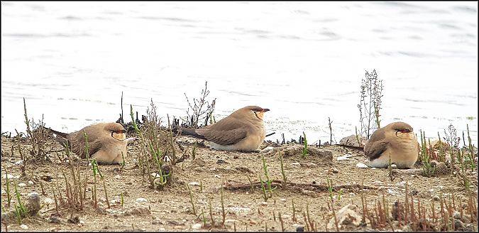 Pernice di mare  - Giuseppe Di Lieto