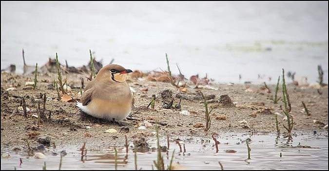 Pernice di mare  - Giuseppe Di Lieto