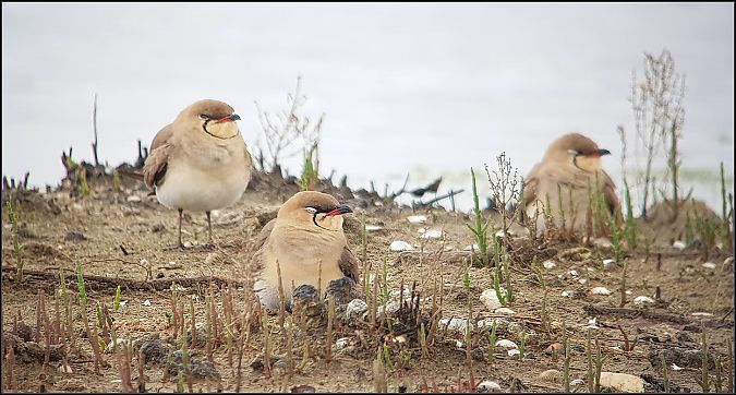 Pernice di mare  - Giuseppe Di Lieto